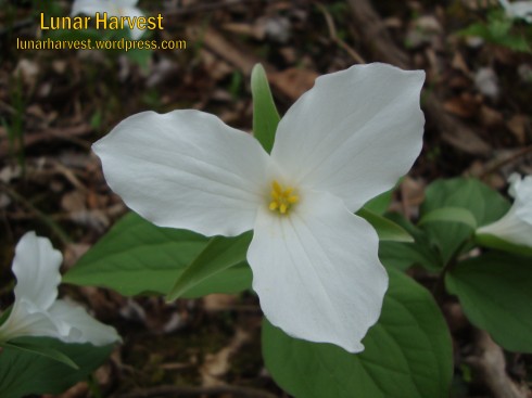 A patch of White Trillium we found at the forests edge, just next to a meadow
